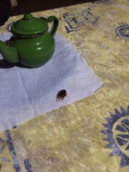 This bug joined for dinner.