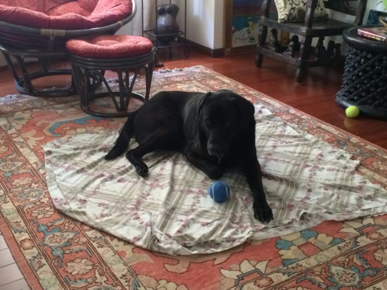 Marlon, resident dog at my AirBnB